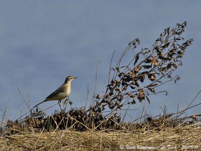 WESTERN YELLOW WAGTAIL