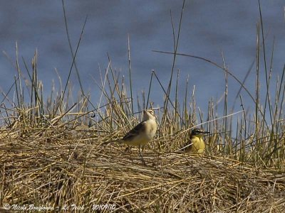 WESTERN YELLOW WAGTAIL pair