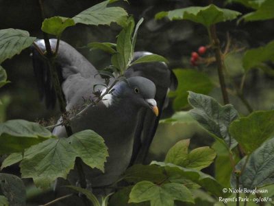 COMMON WOOD PIGEON