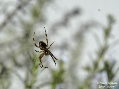 EUROPEAN GARDEN SPIDER - ARANEUS DIADEMATUS -EPEIRE DIADEME