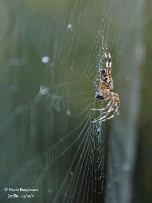 EUROPEAN GARDEN SPIDER - ARANEUS DIADEMATUS -EPEIRE DIADEME