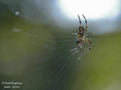 EUROPEAN GARDEN SPIDER - ARANEUS DIADEMATUS -EPEIRE DIADEME