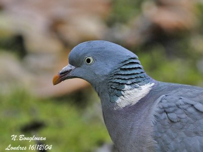 COMMON WOOD PIGEON - COLUMBA PALUMBUS - PIGEON RAMIER