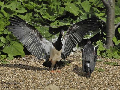 Abdim Stork