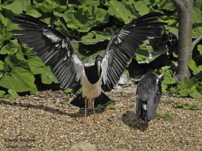 Abdim Stork