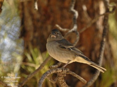 Blue Chaffinch female