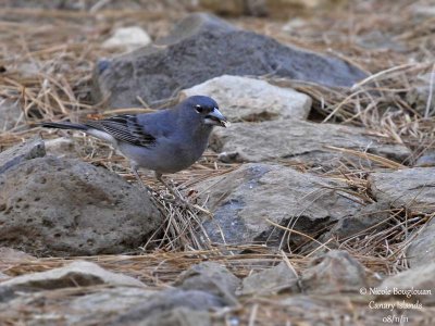 Blue Chaffinch male