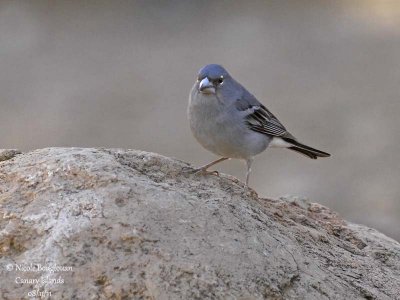 Blue Chaffinch male