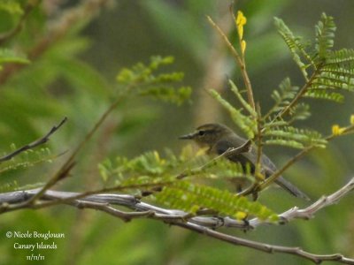 Canary Islands Chiffchaff