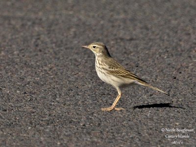 Berthelot Pipit