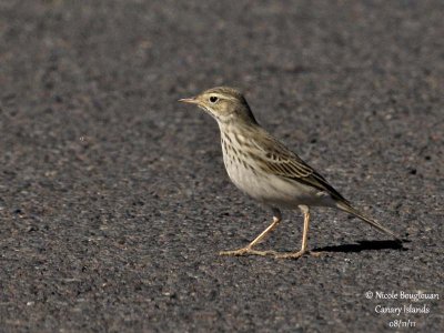 Berthelot Pipit