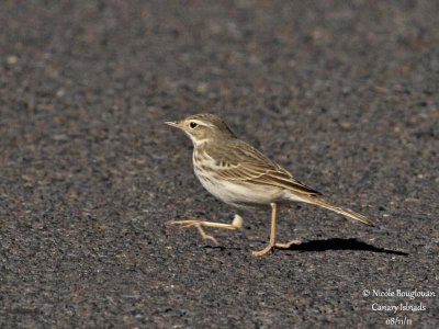 Berthelot Pipit