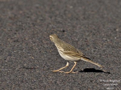 Berthelot Pipit