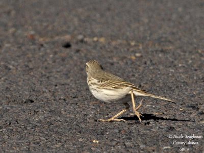 Berthelot Pipit