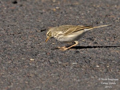 Berthelot Pipit