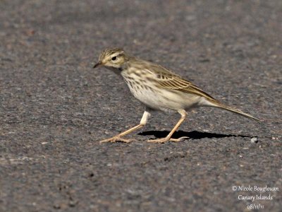 Berthelot Pipit