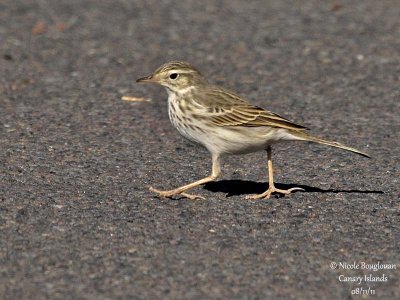 Berthelot Pipit
