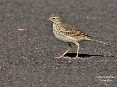 Berthelot Pipit