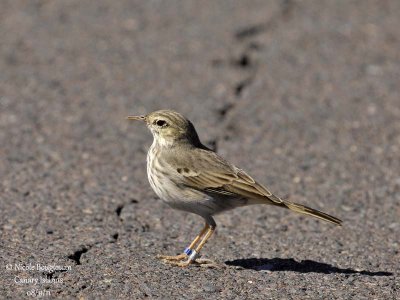 Berthelot Pipit