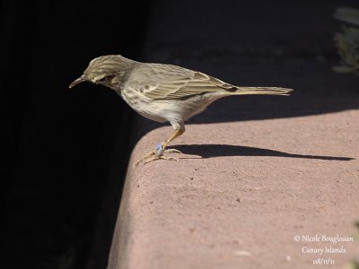 Berthelot Pipit
