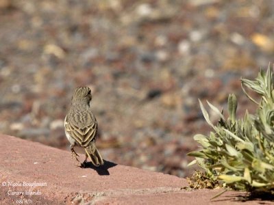 Berthelot Pipit