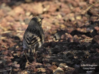 Berthelot Pipit