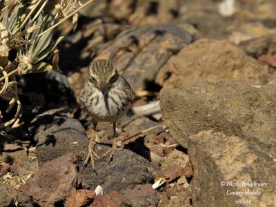 Berthelot Pipit