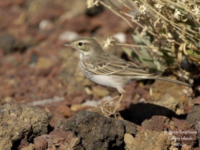 Berthelot Pipit