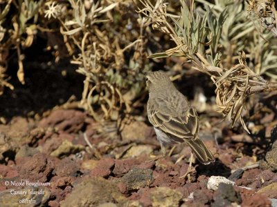 Berthelot Pipit