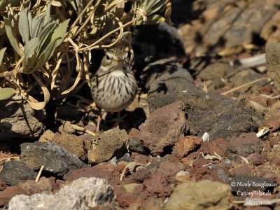 Berthelot Pipit