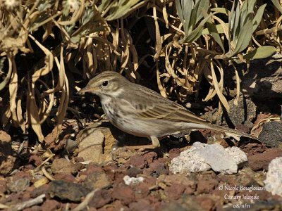 Berthelot Pipit