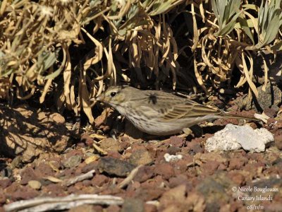 Berthelot Pipit