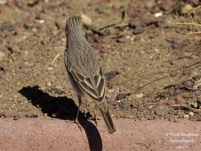 Berthelot Pipit
