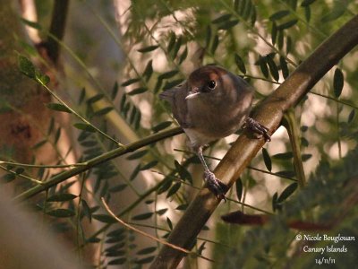 MADEIRA BLACKCAP - SYLVIA ATRICAPILLA HEINEKEN - FAUVETTE A TETE NOIRE