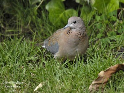 LAUGHING DOVE - STREPTOPELIA SENEGALENSIS - TOURTERELLE MAILLEE