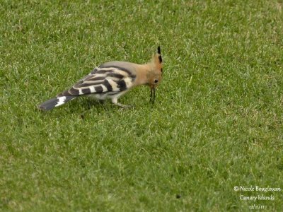 Hoopoe probing into the soil