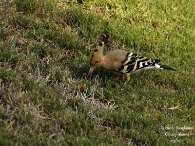 Hoopoe probing into the soil
