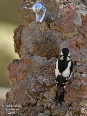 Teneriffa's Great Spotted Woodpecker female