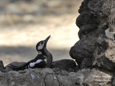 Teneriffa's Great Spotted Woodpecker female