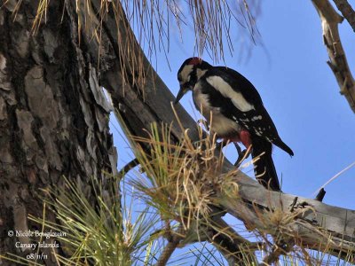 Teneriffa's Great Spotted Woodpecker male