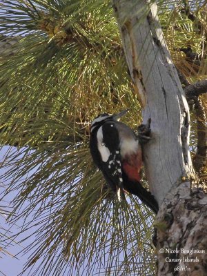 Teneriffa's Great Spotted Woodpecker male