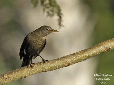 Canarian Blackbird female