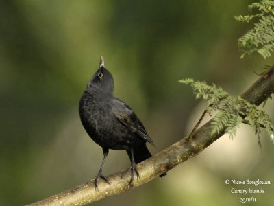 Canarian Blackbird male immature