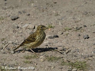 MEADOW-PIPIT