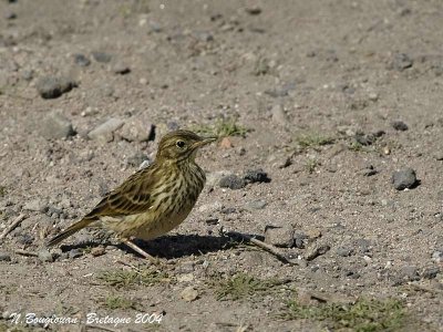 MEADOW-PIPIT