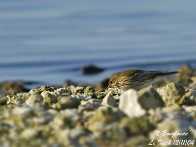 MEADOW-PIPIT