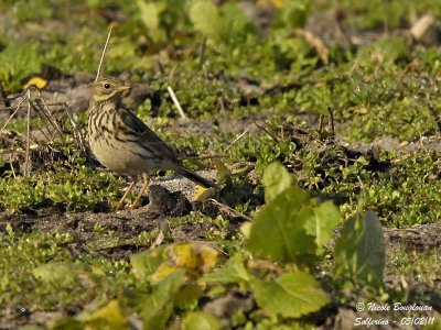 MEADOW PIPIT