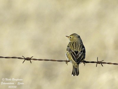 MEADOW-PIPIT