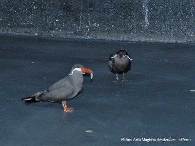 Inca Tern adult and young
