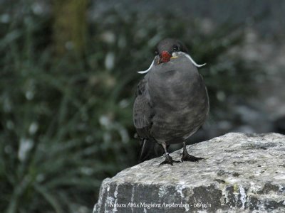 Inca Tern adult